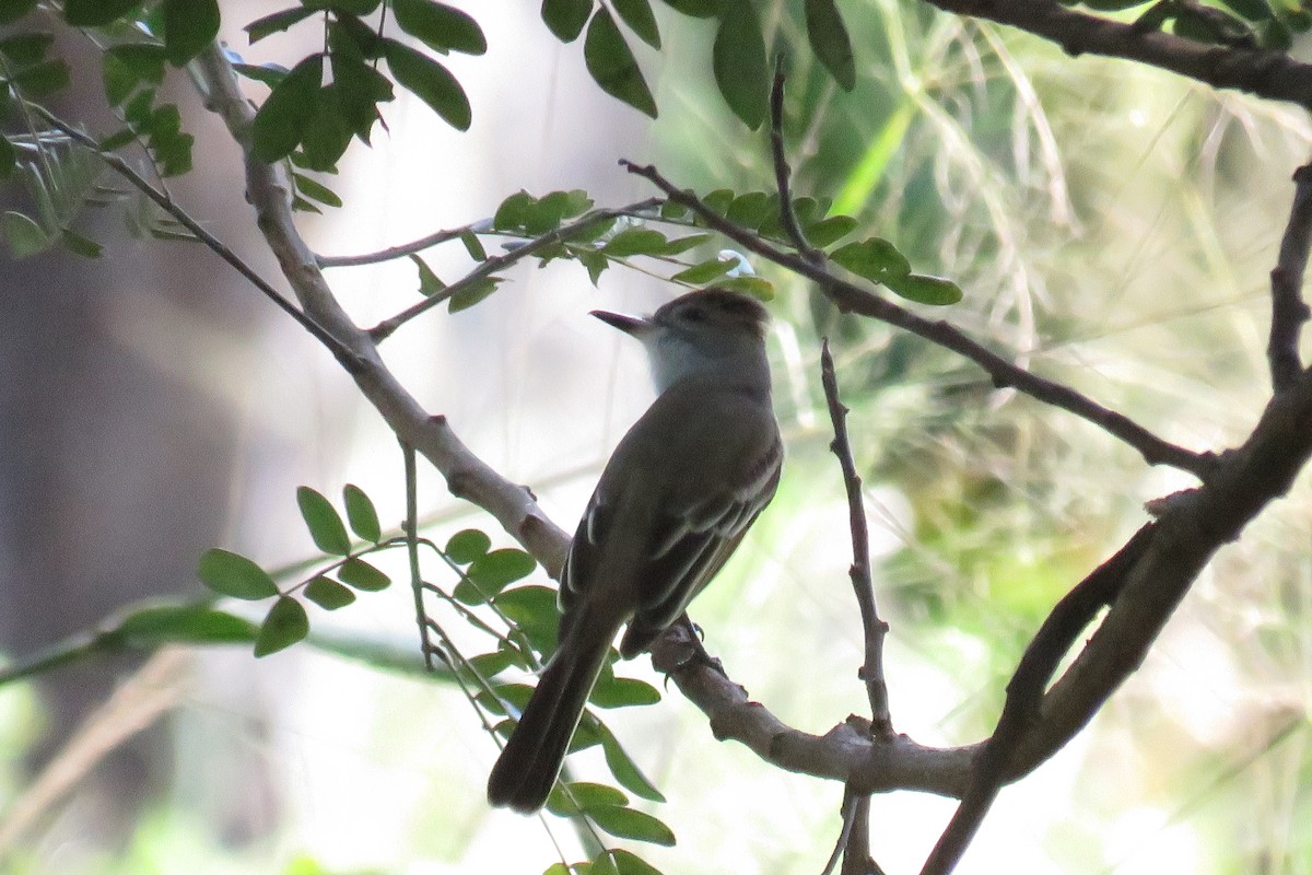 Brown-crested Flycatcher - ML646853604