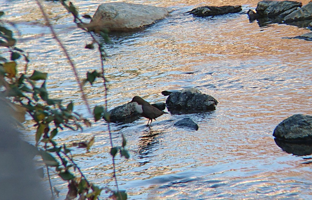 White-throated Dipper - ML646853605