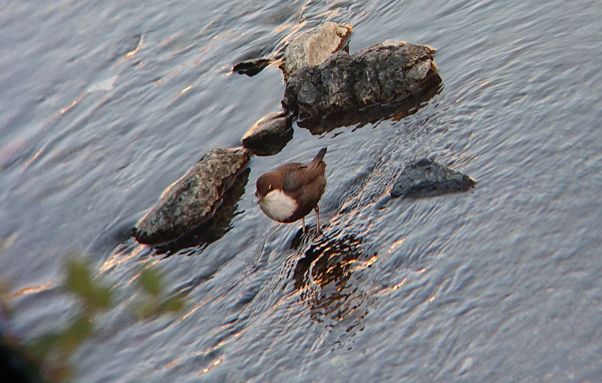 White-throated Dipper - ML646853606