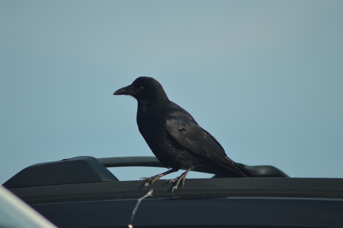 vrána americká - ML646853607