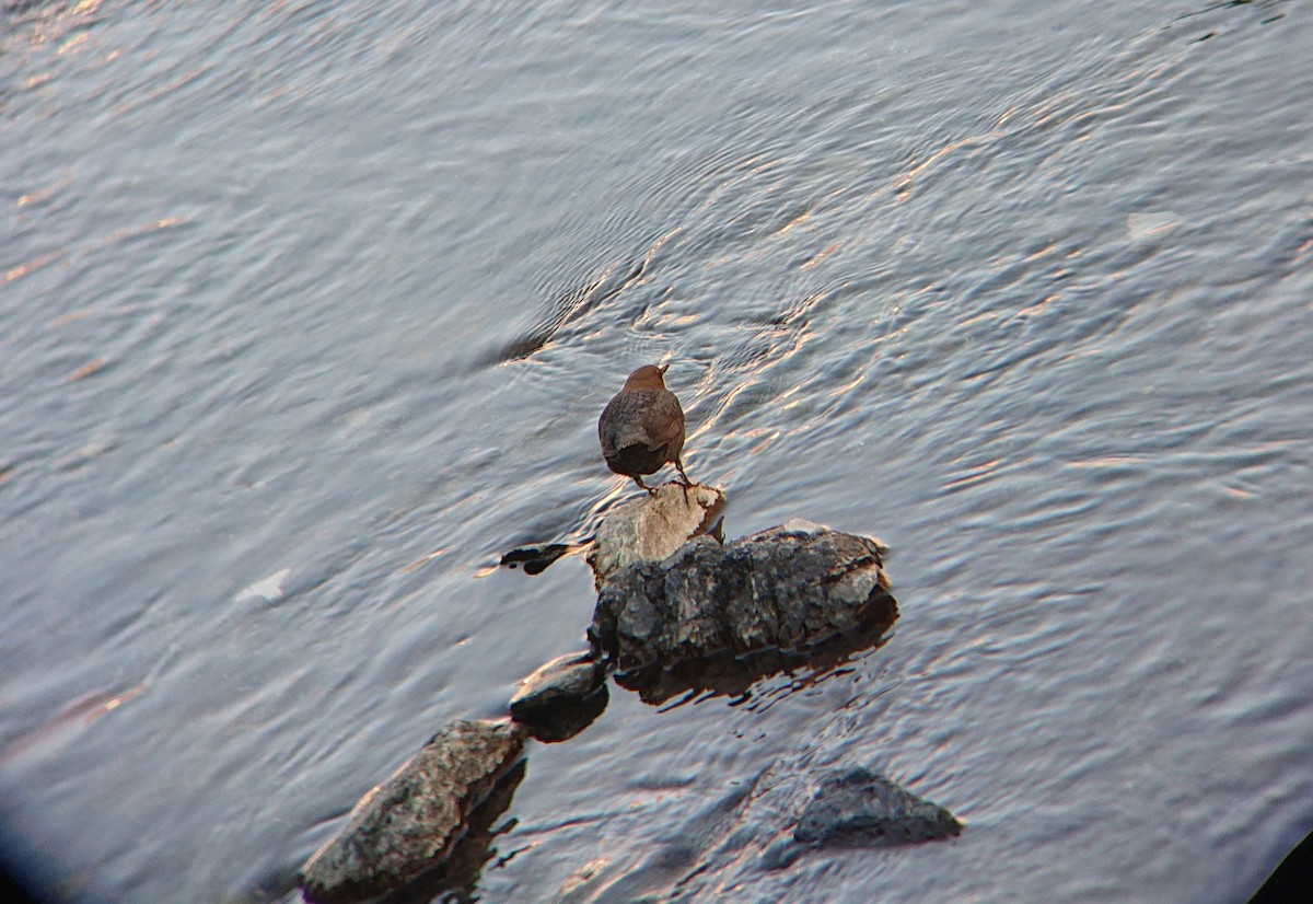 White-throated Dipper - ML646853608