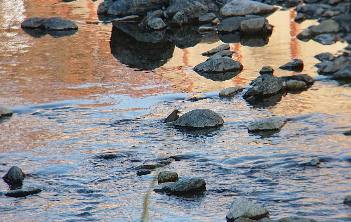 White-throated Dipper - ML646853609