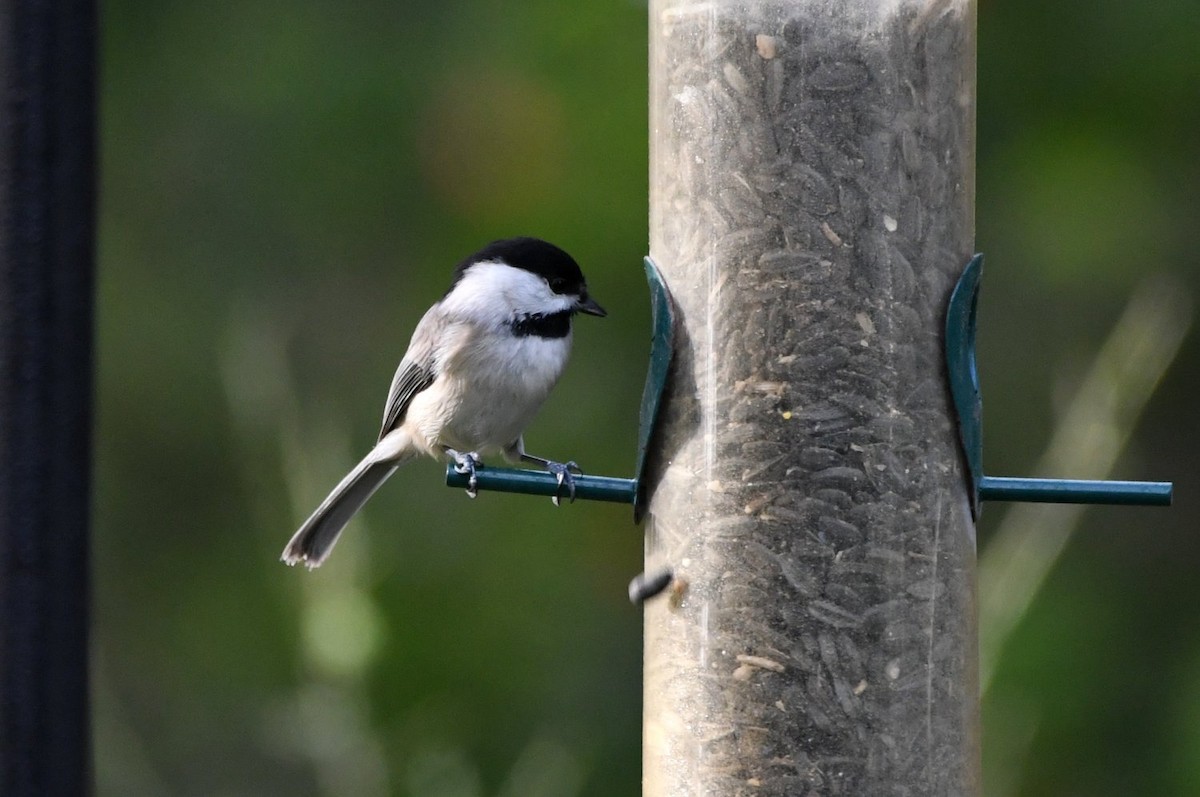 Carolina Chickadee - ML646853611