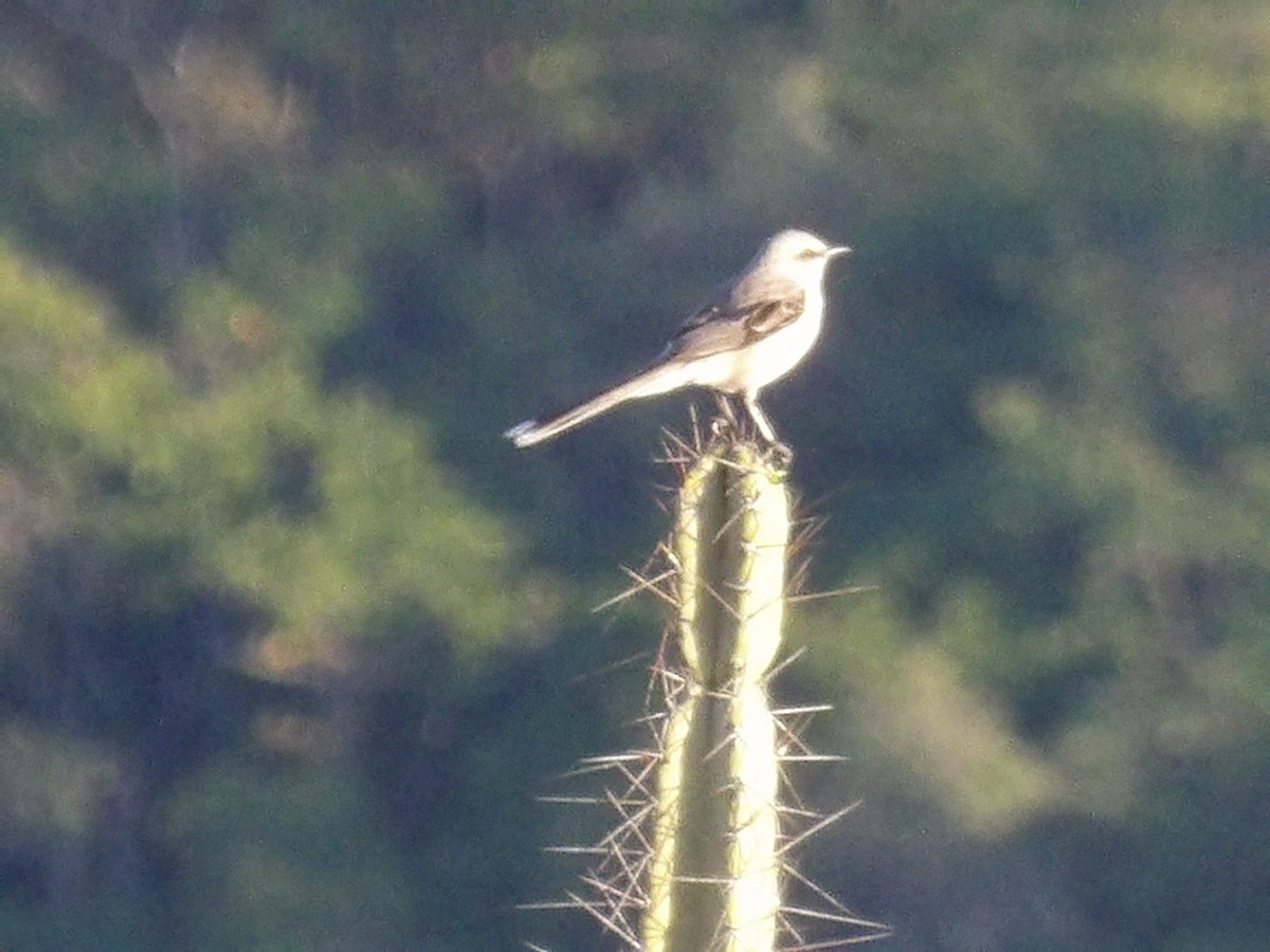 Пересмішник сивий [група gilvus] - ML646853615