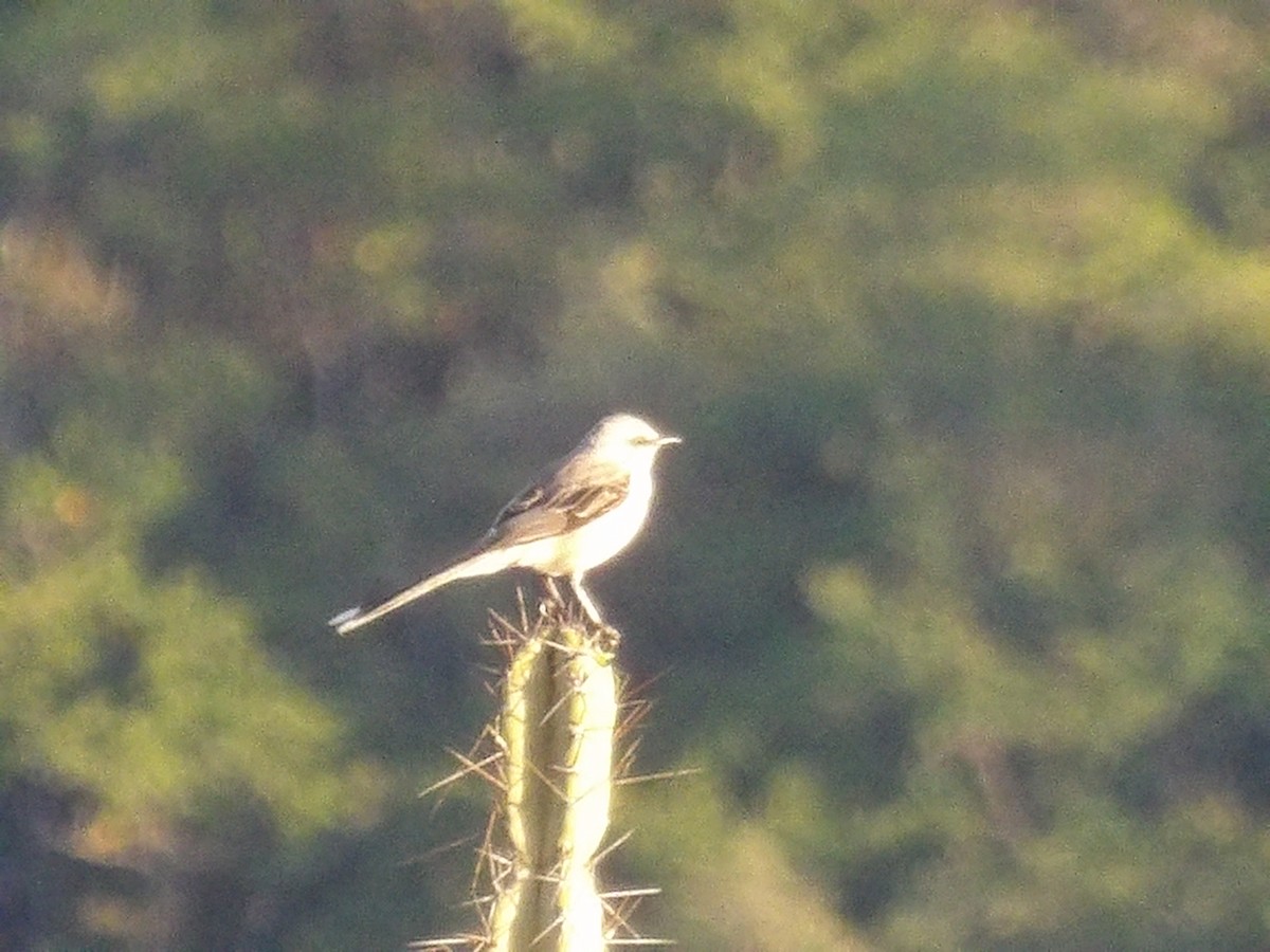 Пересмішник сивий [група gilvus] - ML646853616