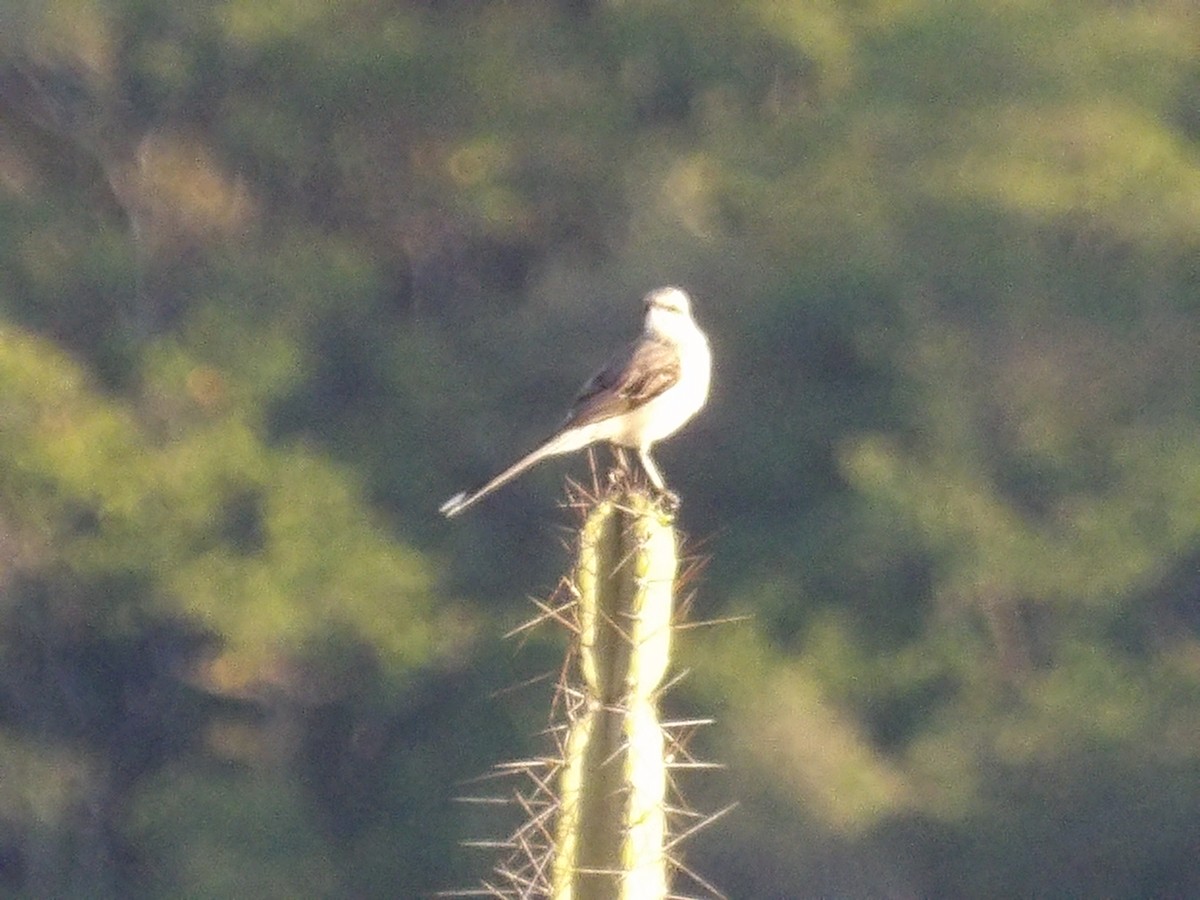 Пересмішник сивий [група gilvus] - ML646853617