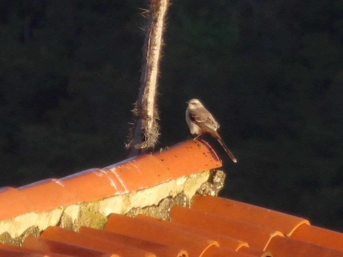 Пересмішник сивий [група gilvus] - ML646853618