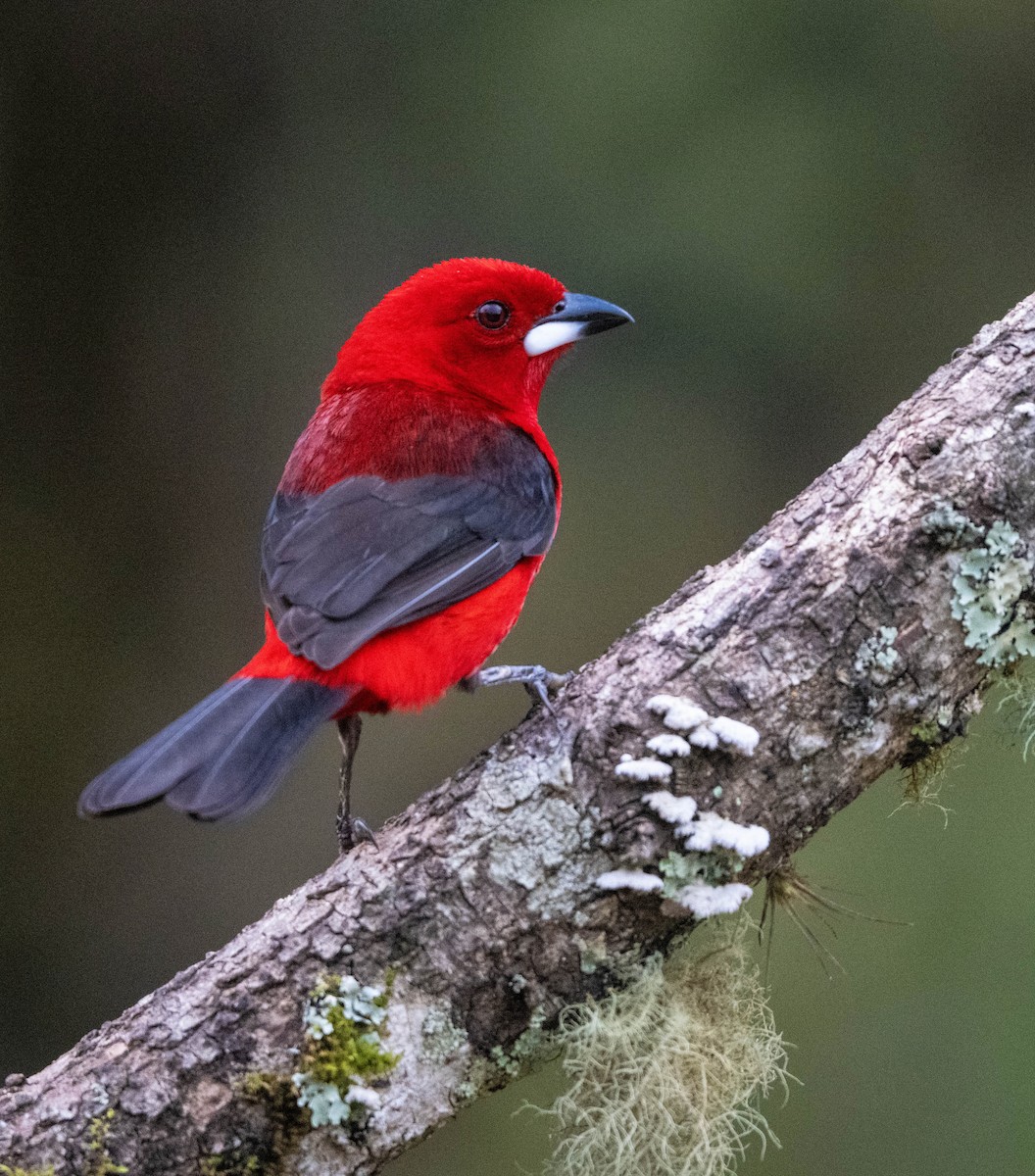 Brazilian Tanager - ML646853619