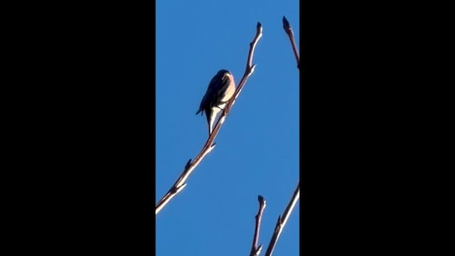 Мексиканская чечевица - ML646853621