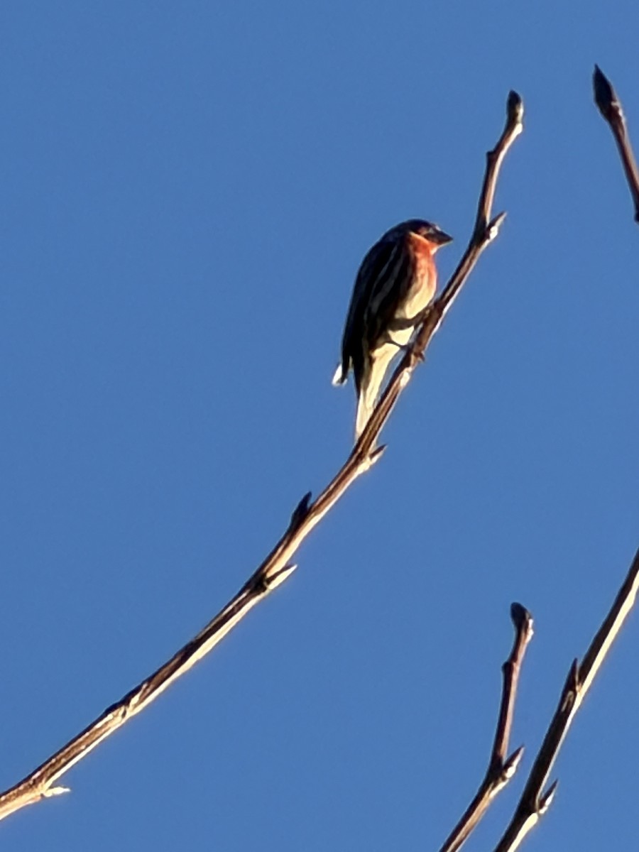 House Finch - ML646853622