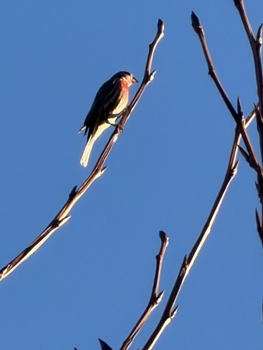 House Finch - ML646853623