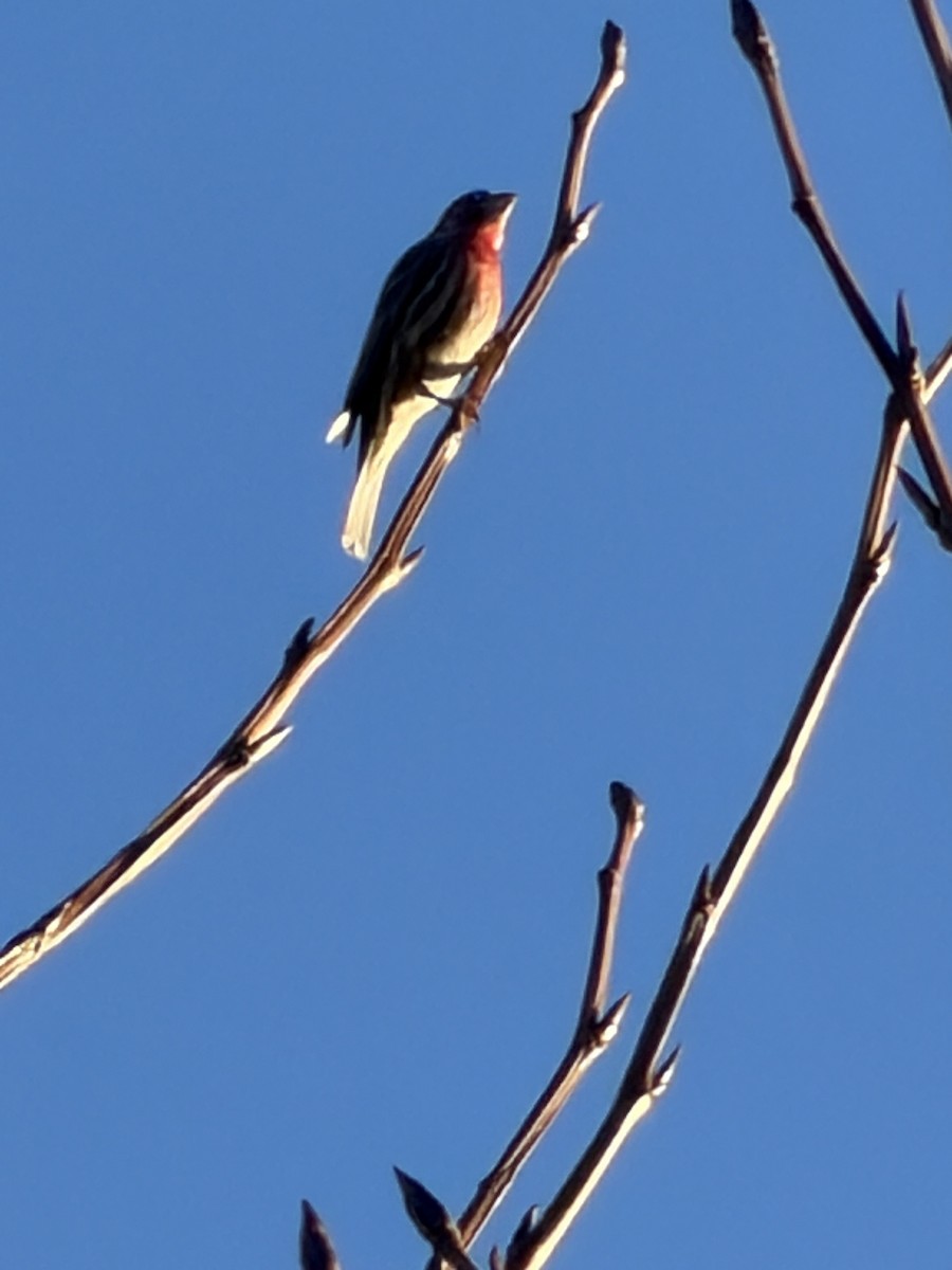 House Finch - ML646853624