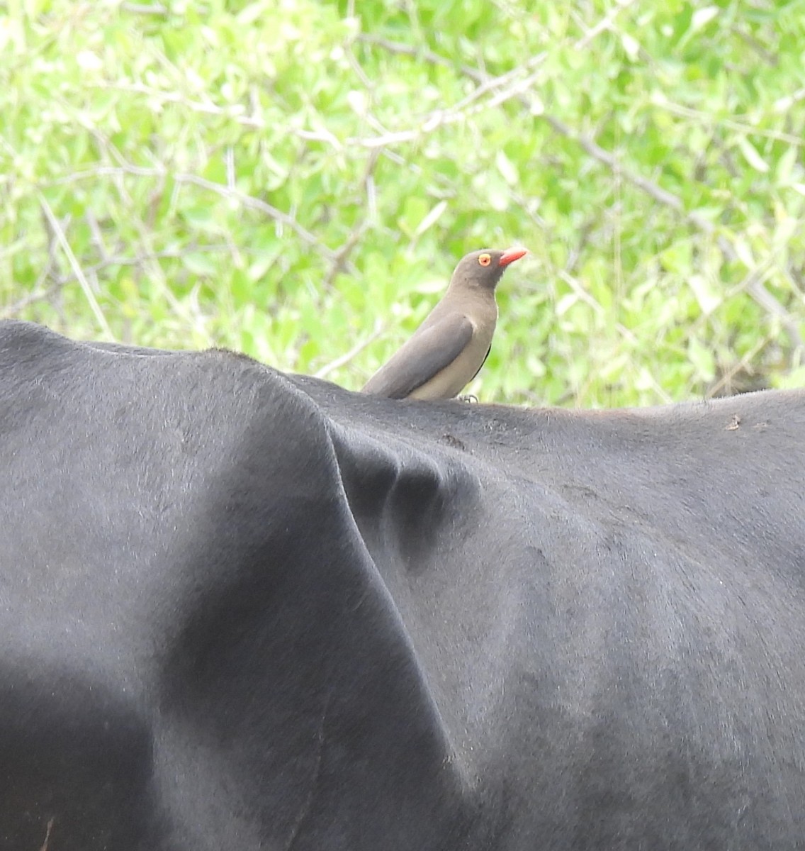 Red-billed Oxpecker - ML646853625