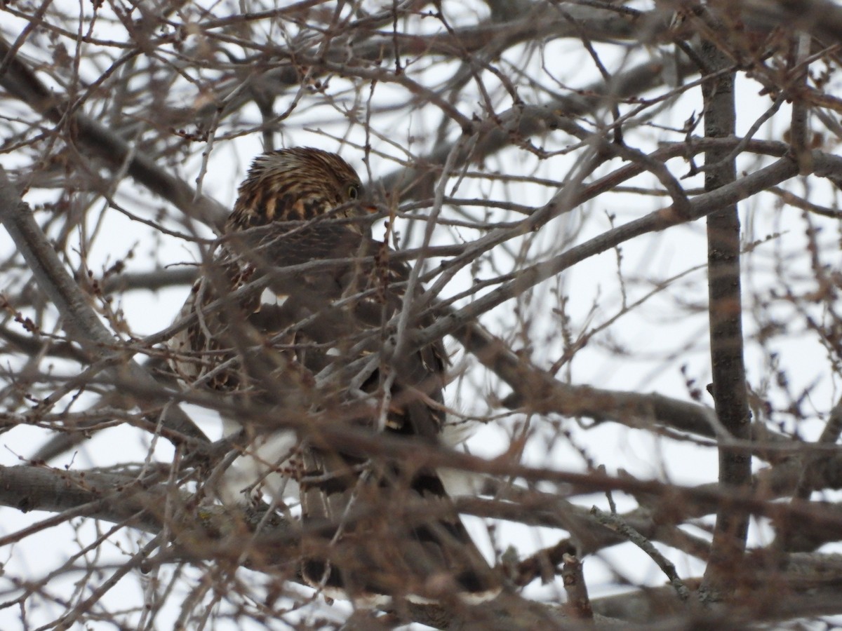 Cooper Atmacası - ML646853631