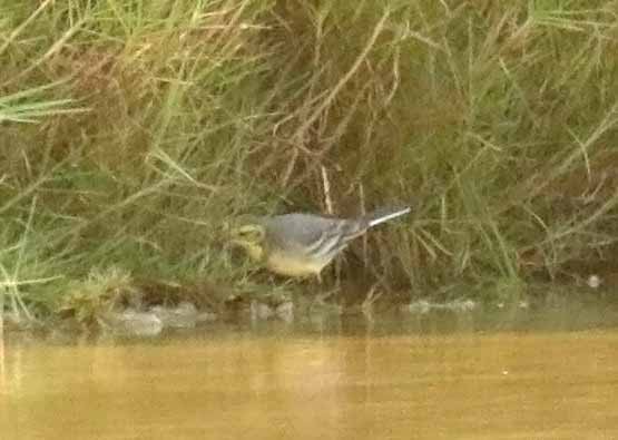 黃頭鶺鴒 - ML646853632