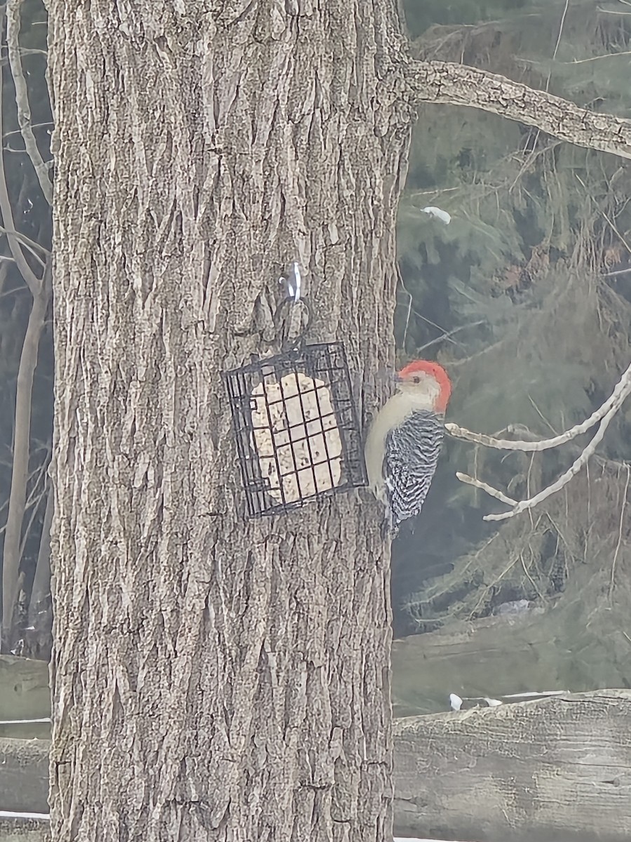 Red-bellied Woodpecker - ML646853636