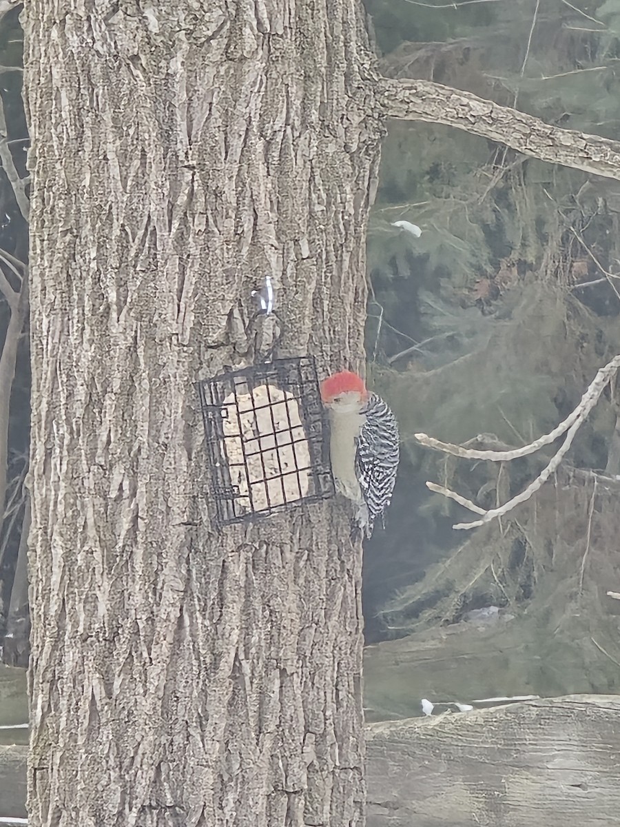 Red-bellied Woodpecker - ML646853637