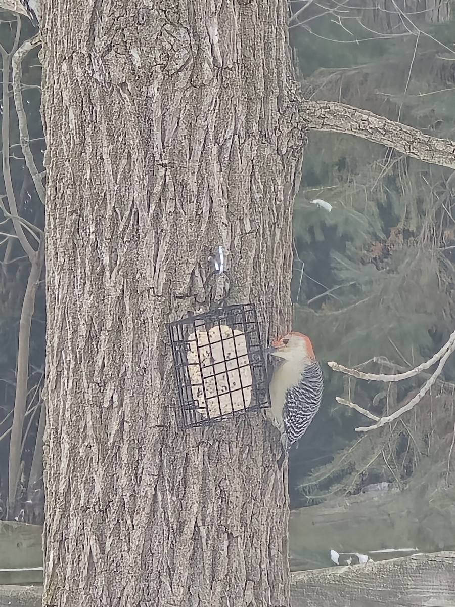 Red-bellied Woodpecker - ML646853638