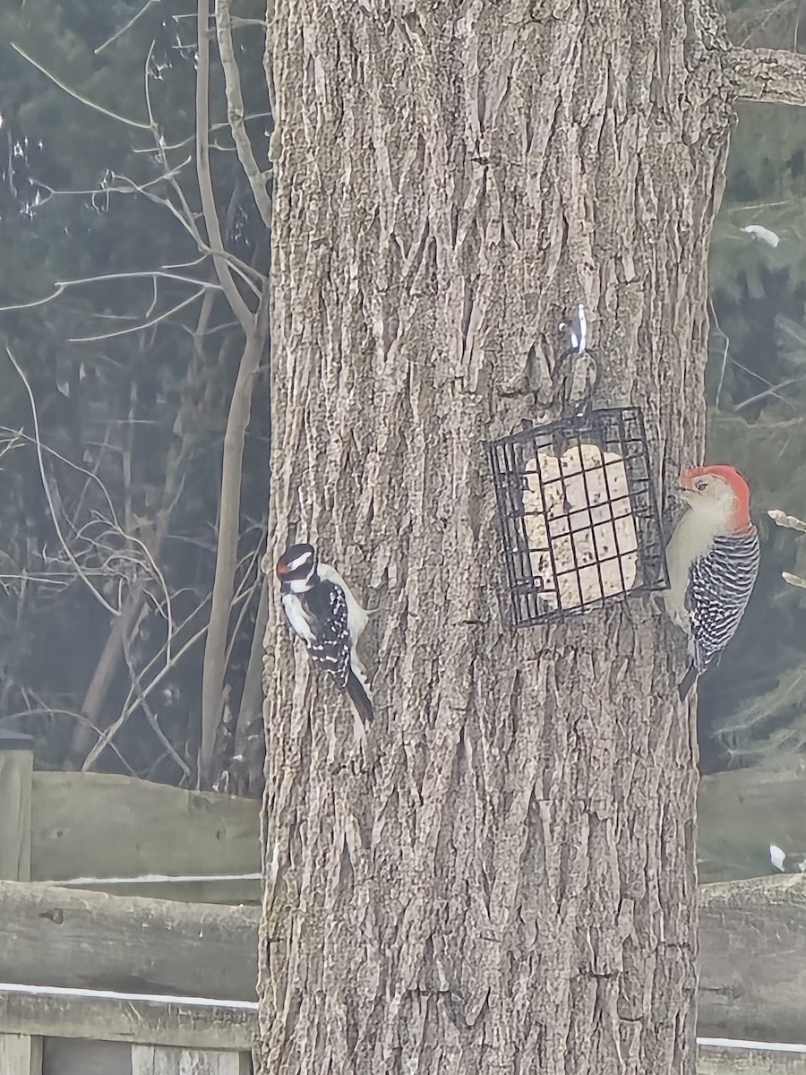 Red-bellied Woodpecker - ML646853639