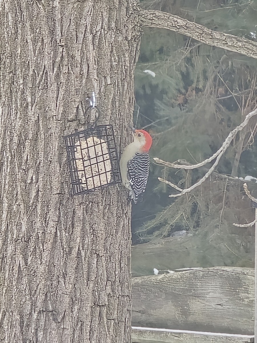 Red-bellied Woodpecker - ML646853640