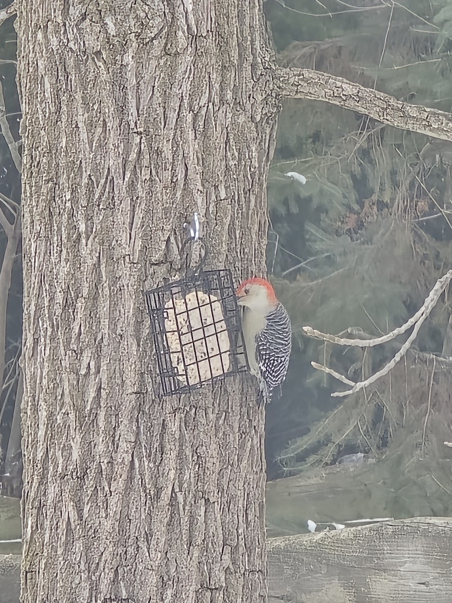 Red-bellied Woodpecker - ML646853641