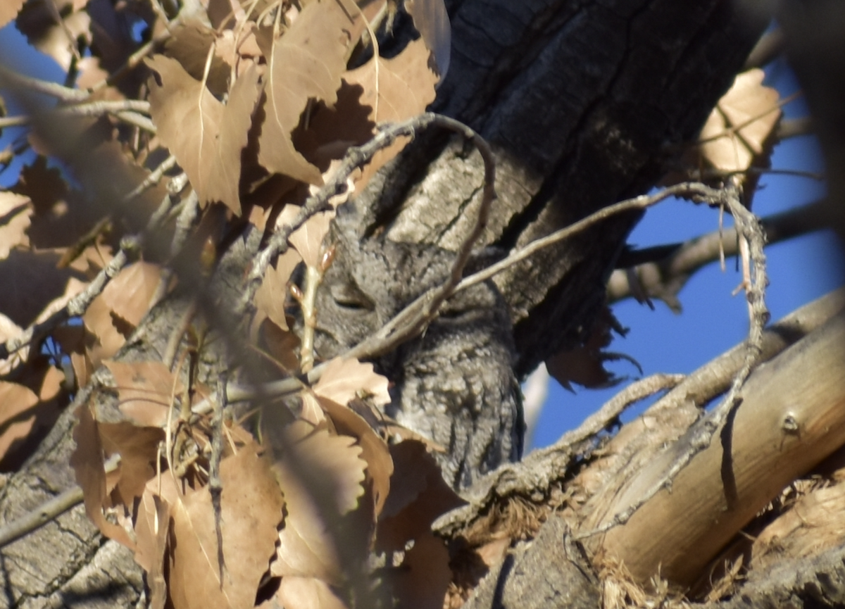 Западная совка - ML646853643