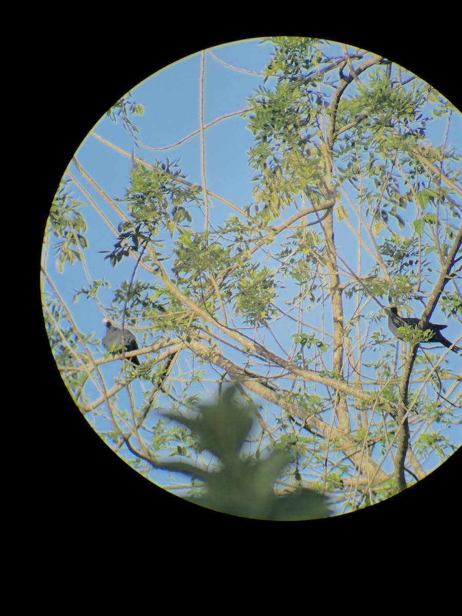 White-crowned Pigeon - ML646853648