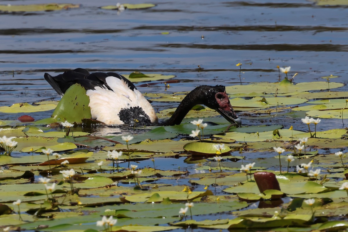 Полулапчатый гусь - ML646853651