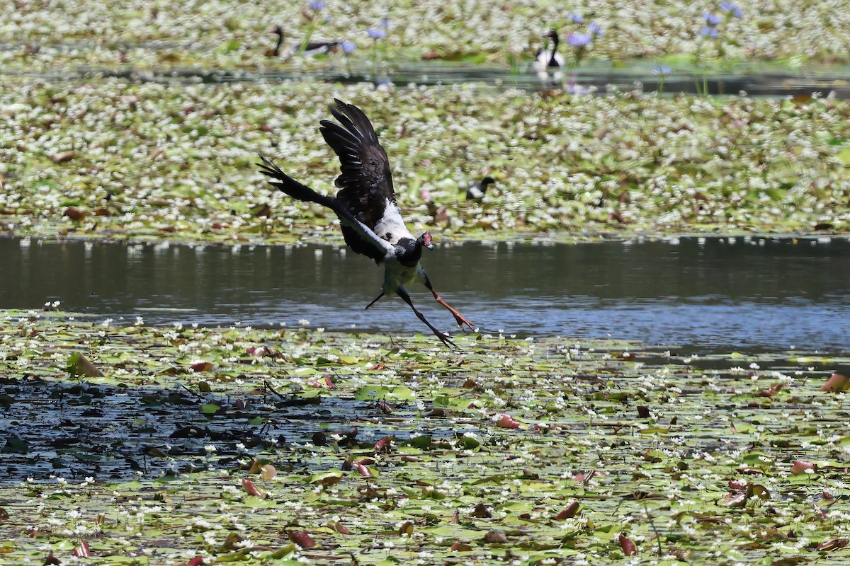 Полулапчатый гусь - ML646853652