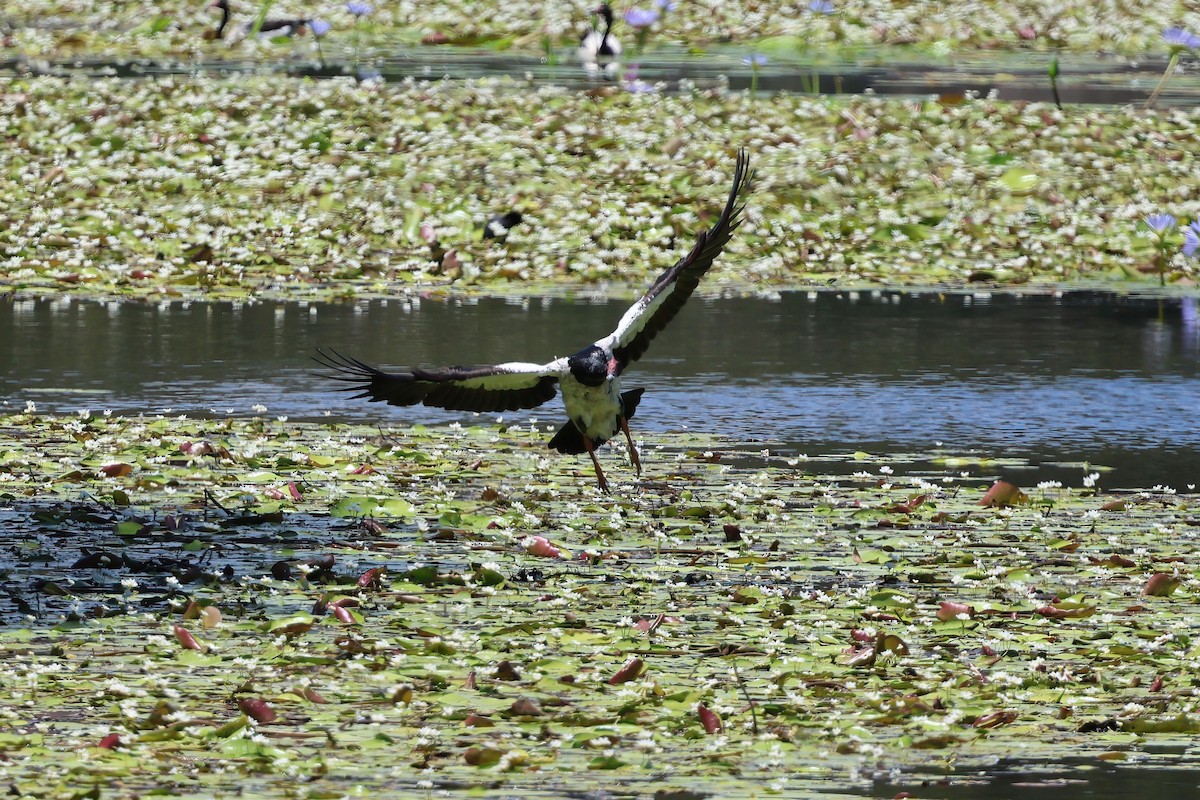 Полулапчатый гусь - ML646853653