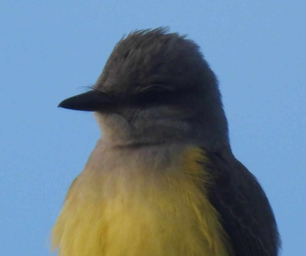 Западный тиранн - ML646853654