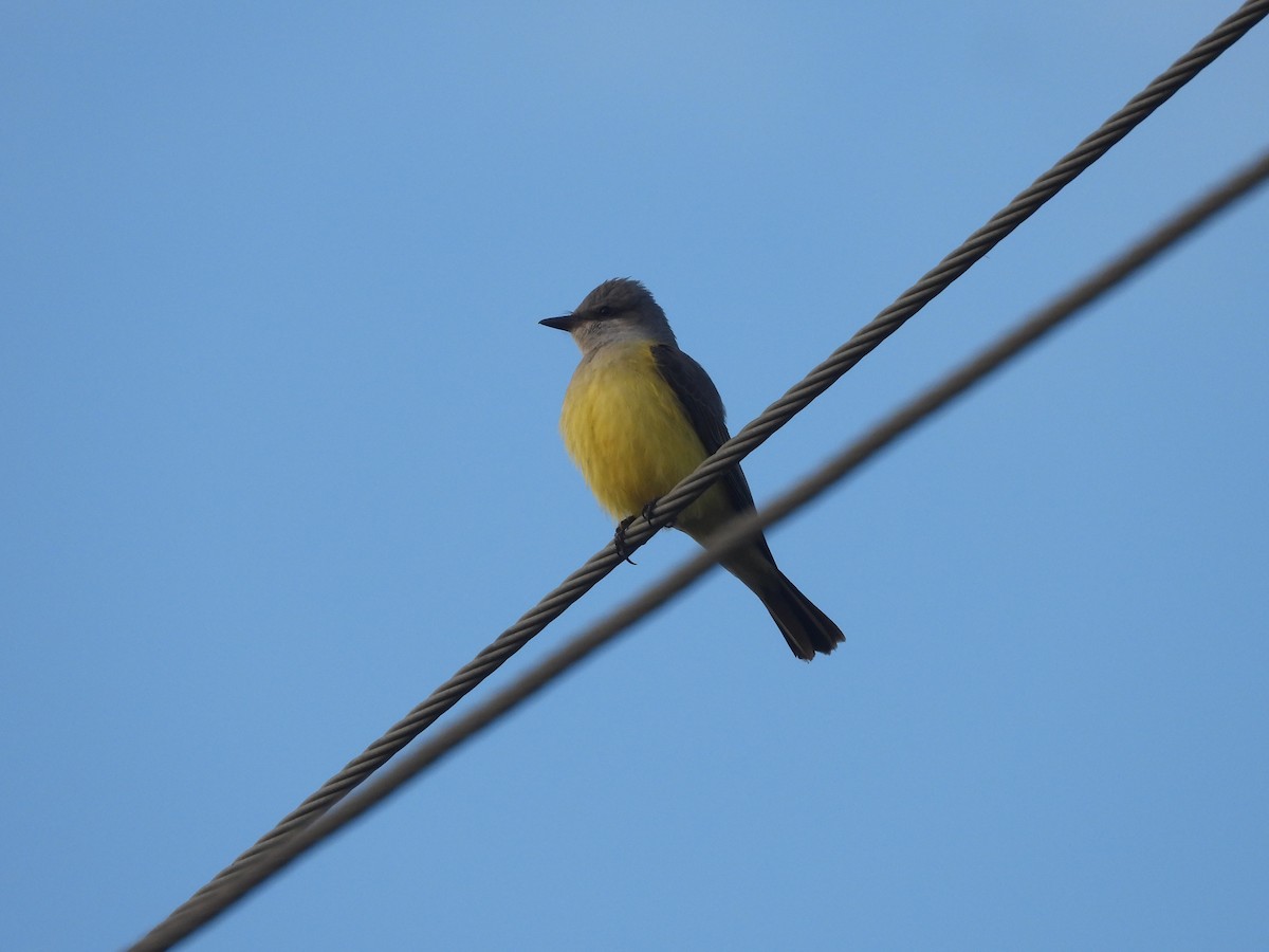 Западный тиранн - ML646853655