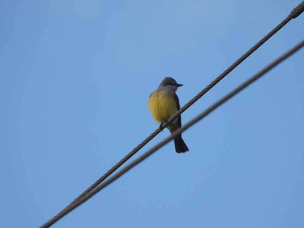 Западный тиранн - ML646853656