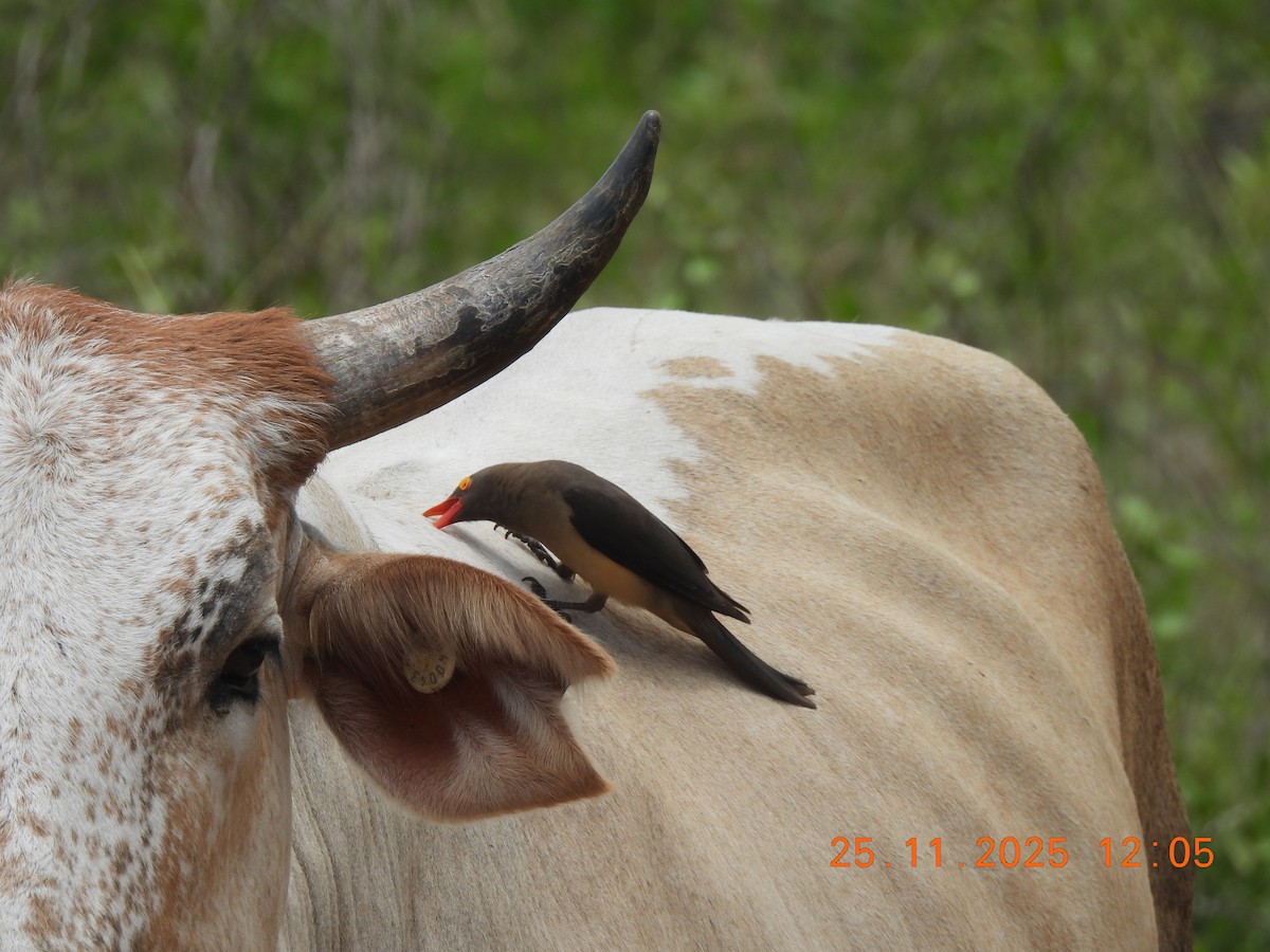 Красноклювый волоклюй - ML646853657