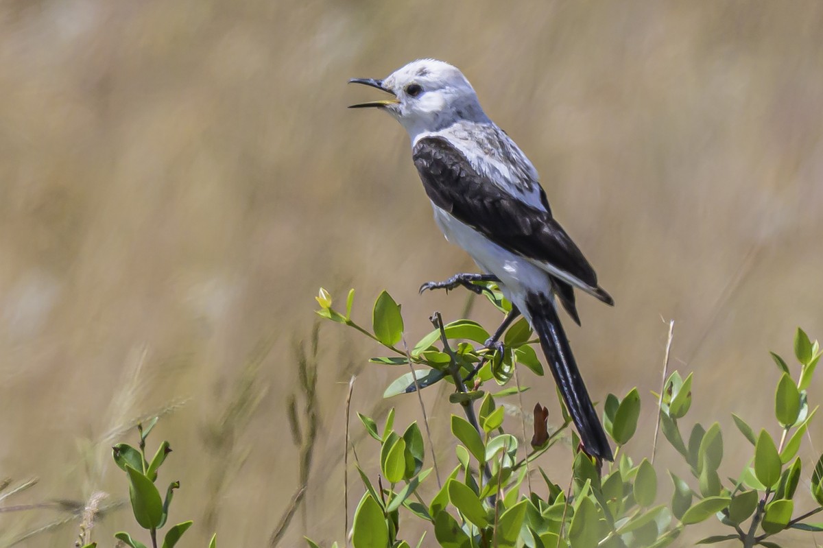 Чернокрылая монашка - ML646853658