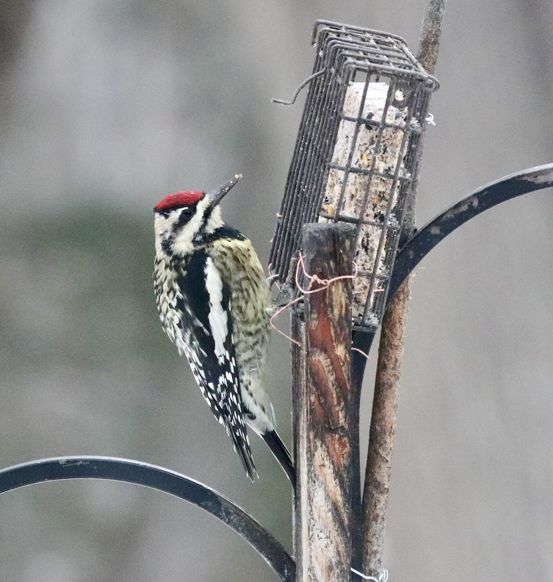 Yellow-bellied Sapsucker - ML646853659