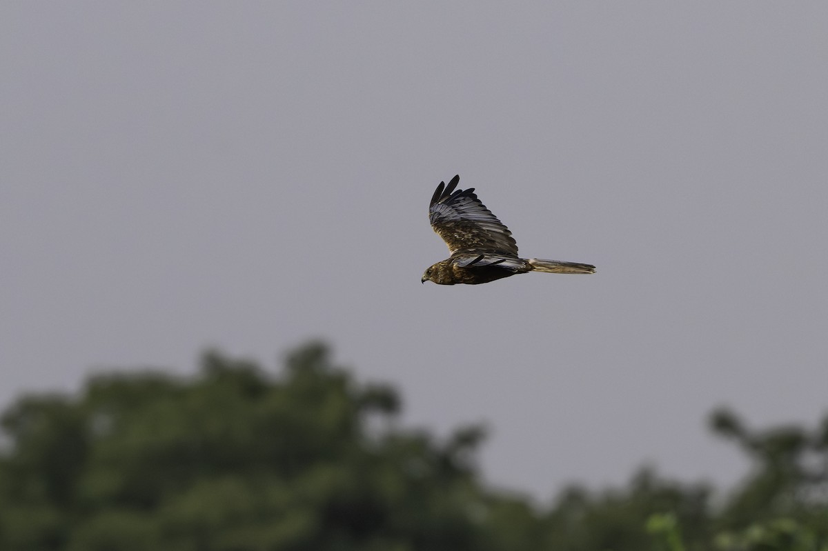 Болотный лунь - ML646853660