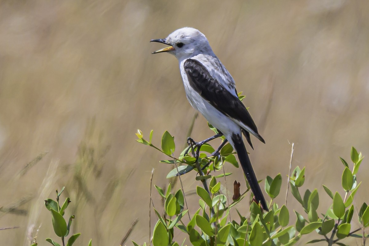 Чернокрылая монашка - ML646853661