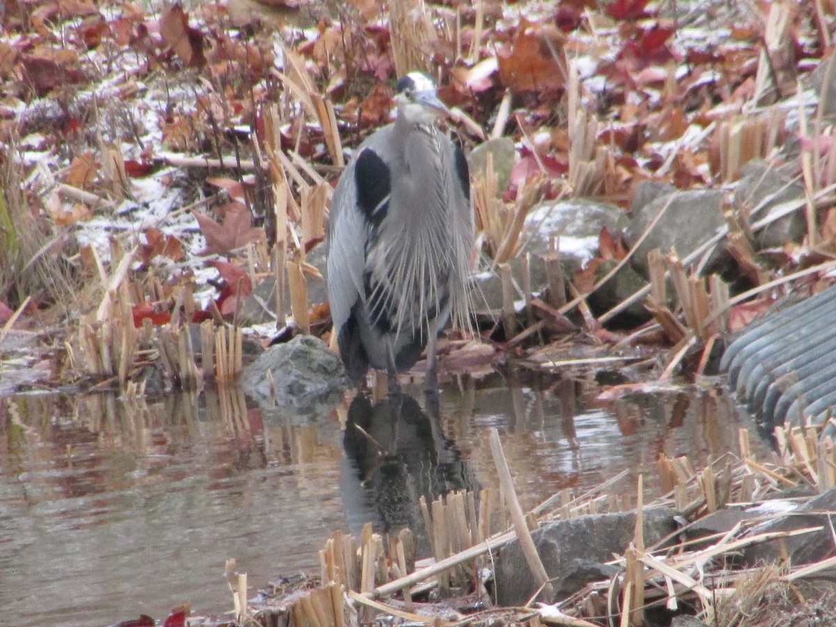Большая голубая цапля [группа herodias] - ML646853664