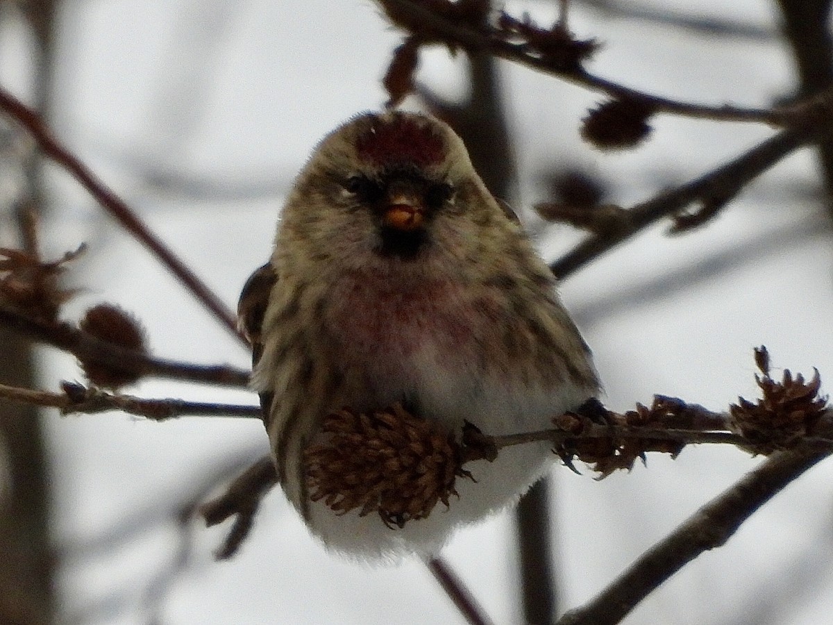 Чечётка - ML646853665