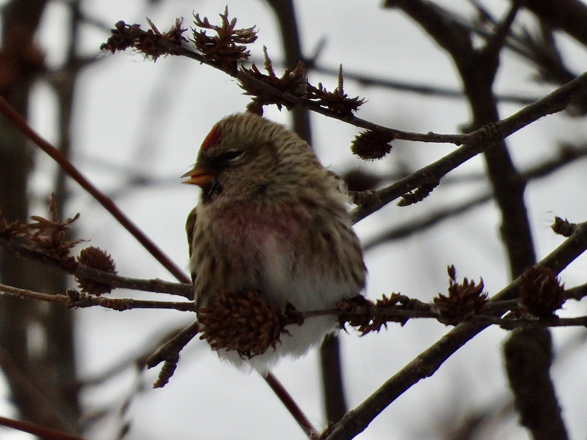 Чечётка - ML646853666