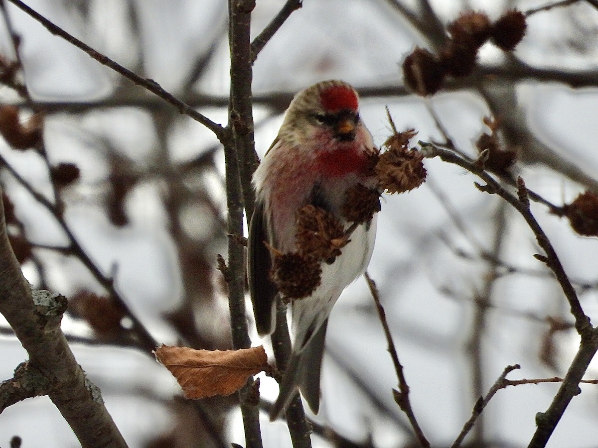 Чечётка - ML646853667