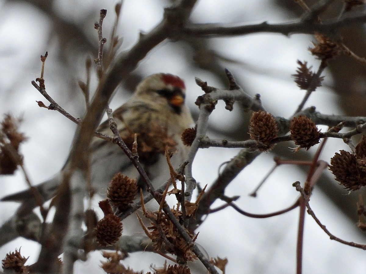 Чечётка - ML646853668