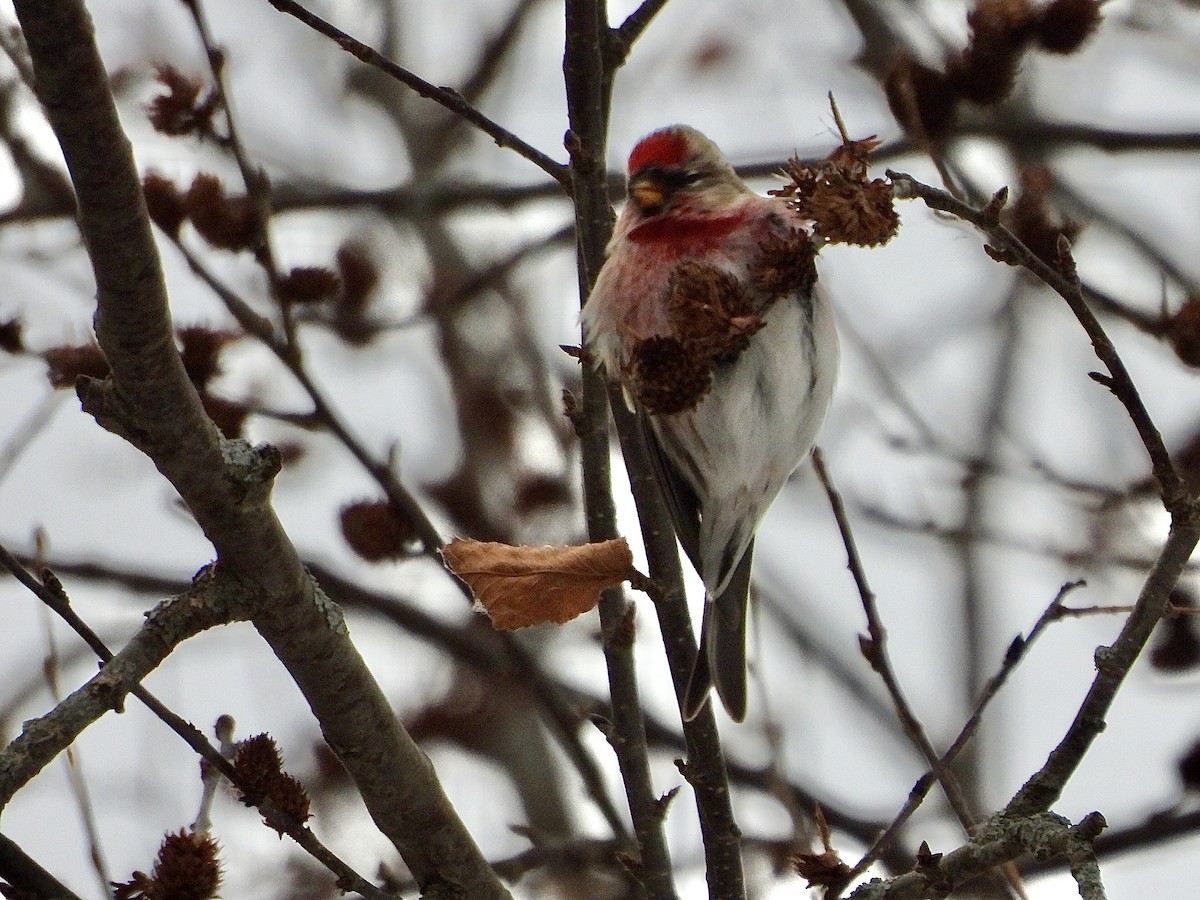 Чечётка - ML646853669