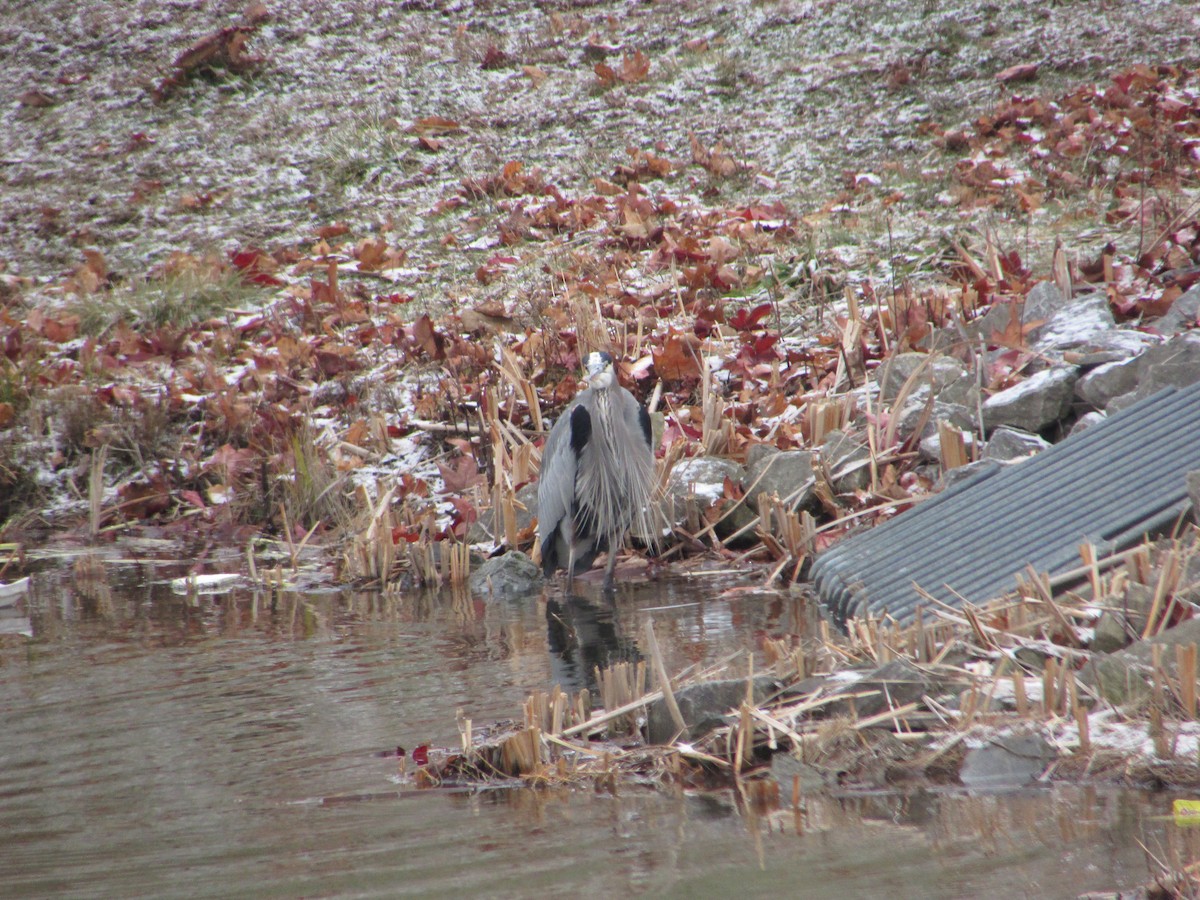 Большая голубая цапля [группа herodias] - ML646853670