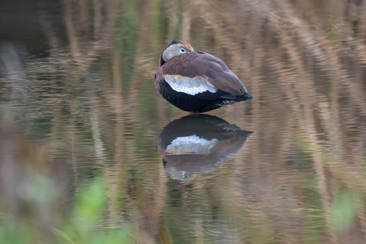 Красноклювая древесная утка - ML646853671