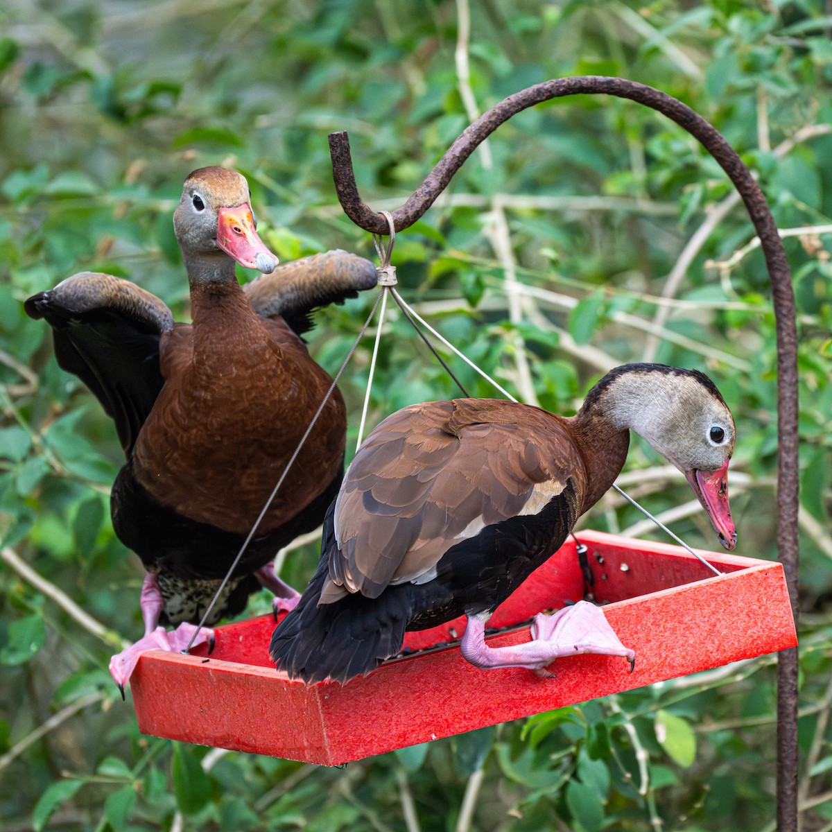 Красноклювая древесная утка - ML646853672