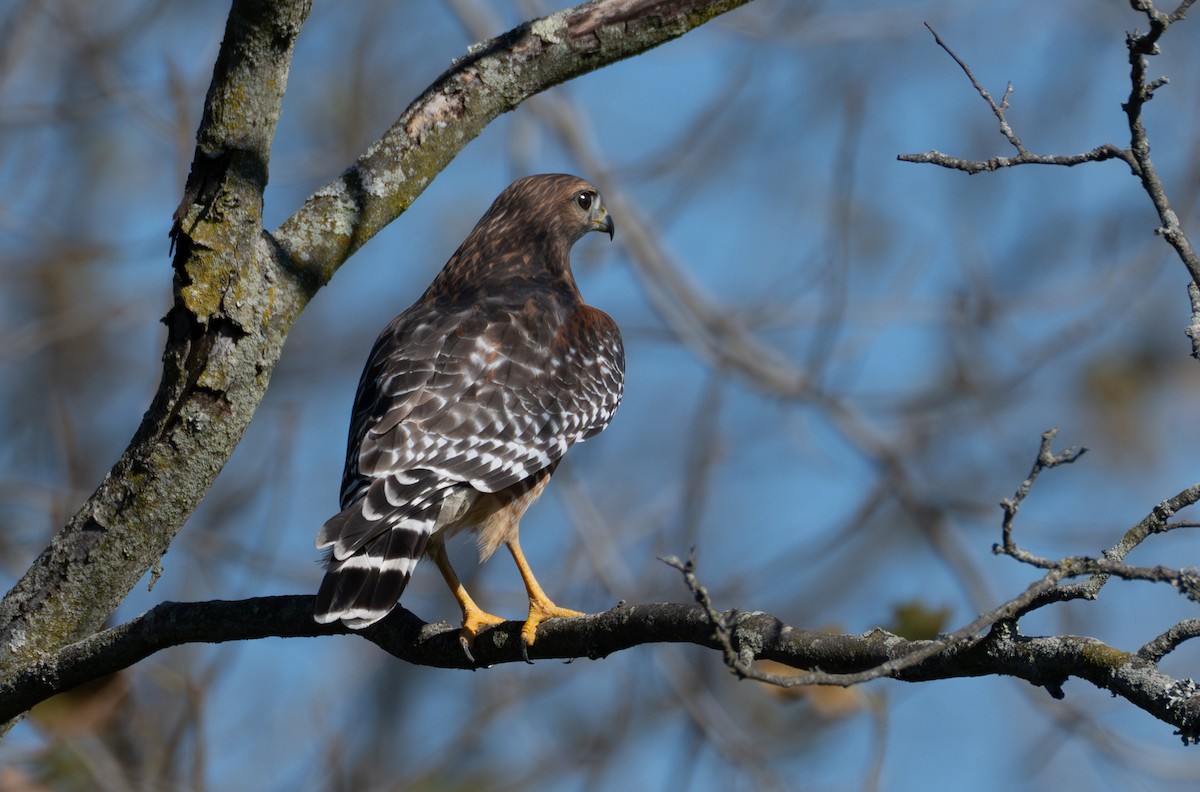 Красноплечий канюк - ML646853674