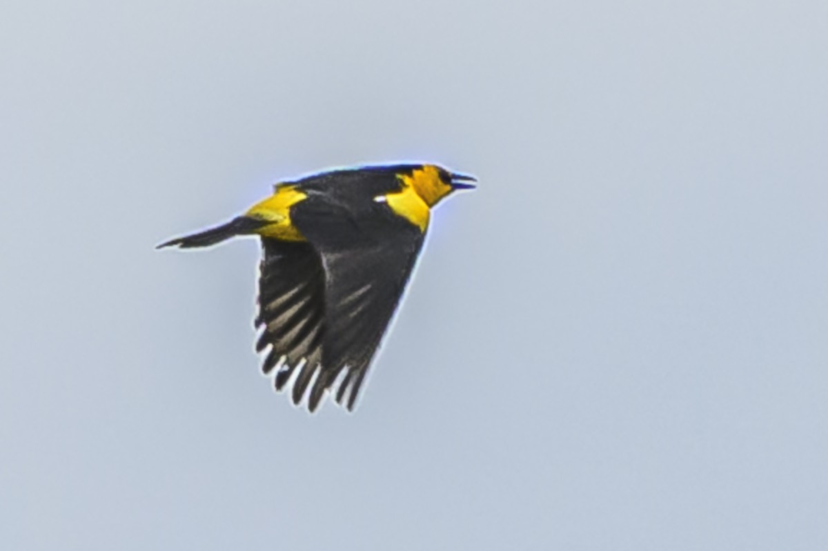 Шафранный курен - ML646853675