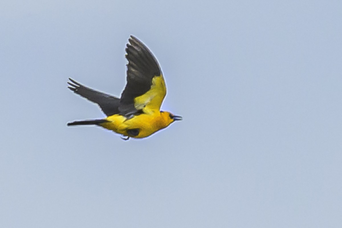 Шафранный курен - ML646853677